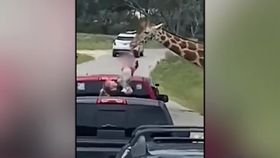 VIDEO O fetiță a fost smulsă de lângă părinții ei de o girafă într-un parc zoo